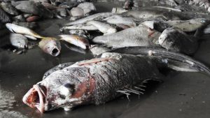 Fish have died massively in Vietnam's central coast since April 6