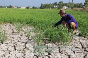 Mekong Delta suffers serious drought and salinization this year as the flow in the Mekong River fell due to Chinese and Lao giant hydropower projects 